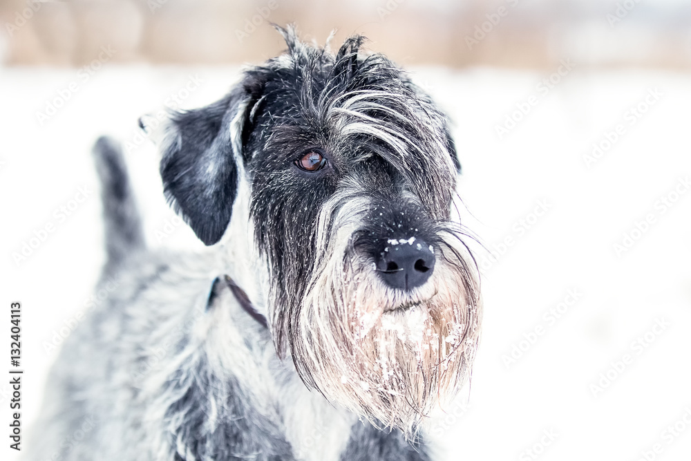 Standard Schnauzer playing in the snow Standard Schnauzer playing in the snow