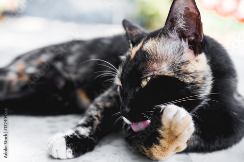Fototapeta Naklejka Na Ścianę i Meble -  Cat cleaning it's paw by lick