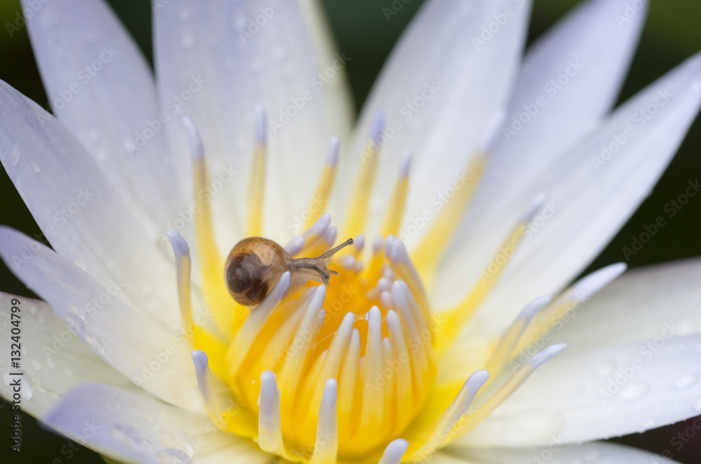 Fototapeta premium 睡蓮とカタツムリ