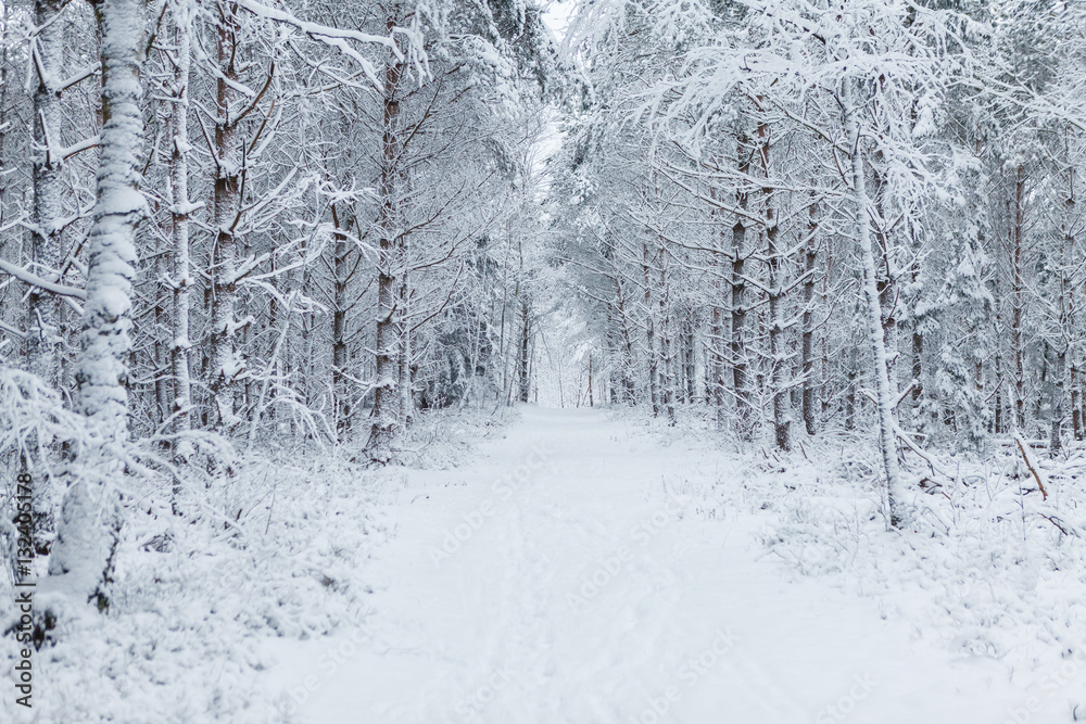 Way through the forest filled with tracks in the snow Way through the forest filled with tracks in the snow