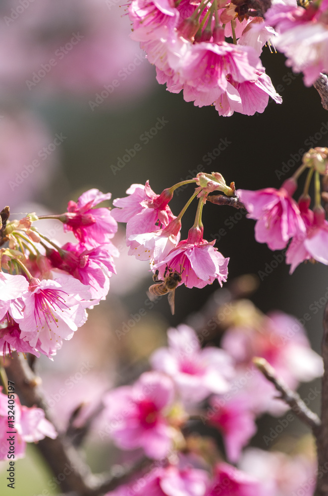 Naklejka premium 寒緋桜