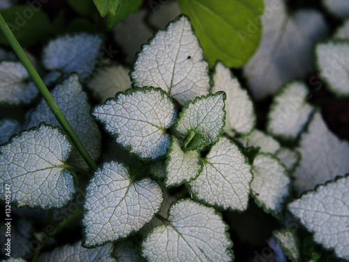 Lamium maculatum 'White Nancy' (spotted henbit, spotted dead-nettle. purple dragon)    photo