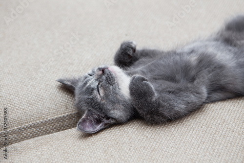 cute grey kitten