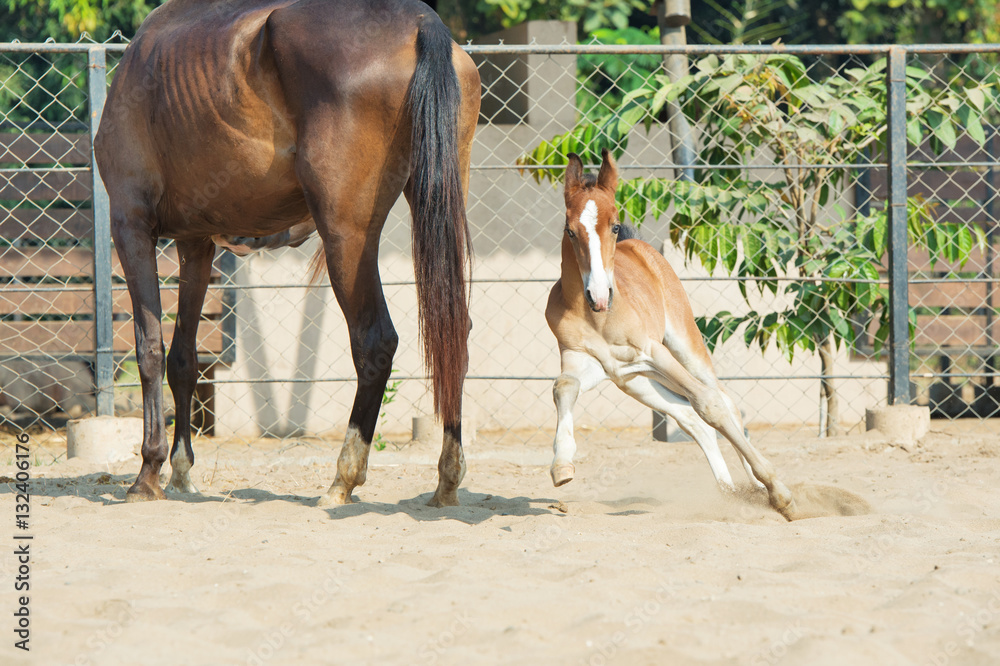 Fototapeta premium Playing Marwari chestnut colt in paddock. India