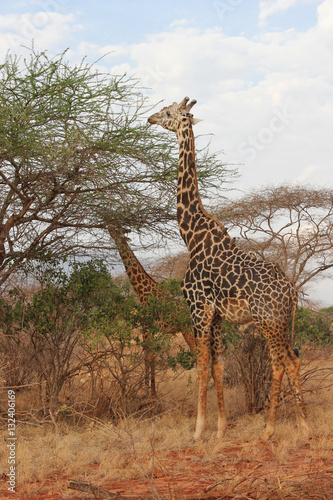 Due giraffe in Kenya
