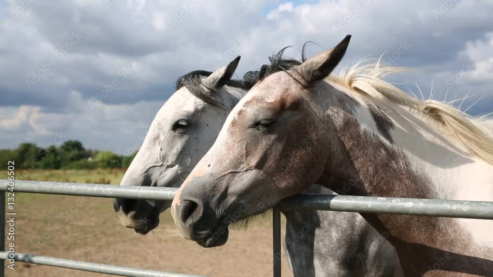 two horses: close up of heads in England two horses: close up of heads in England