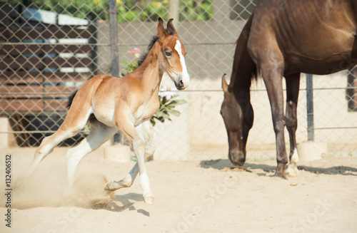 Running Marwari chestnut colt in paddock. India