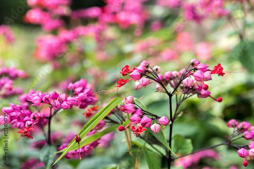 Beautiful pink flower 