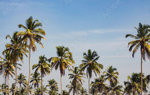 Palm trees against the blue sky on a sunny day. GOA, India
