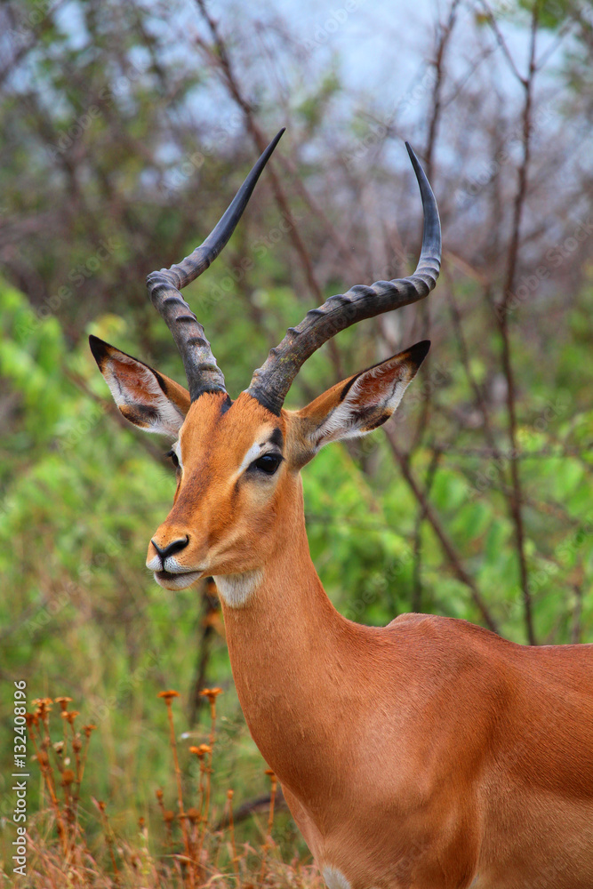Brown impala male with long horns in Kruger National Park. Autumn in South Africa.