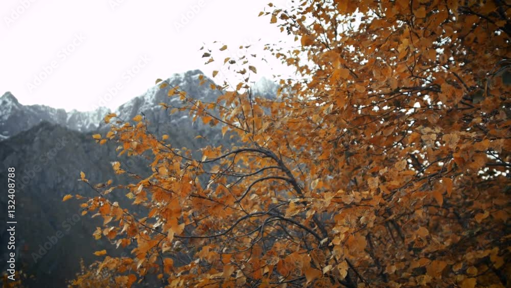 Orange autumn leaves in the wind on background of high mountains Orange autumn leaves in the wind on background of high mountains