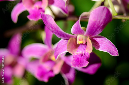 Purple Denerobium Orchids in tropical garden.