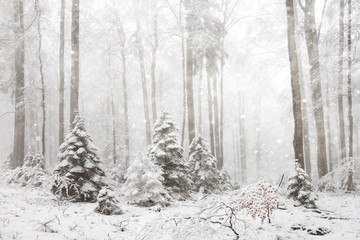 Beautiful morning snowy and frosty winter forest landscape.