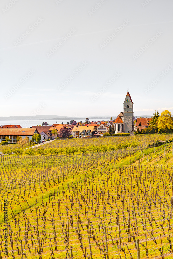 view of wine field in meersburg