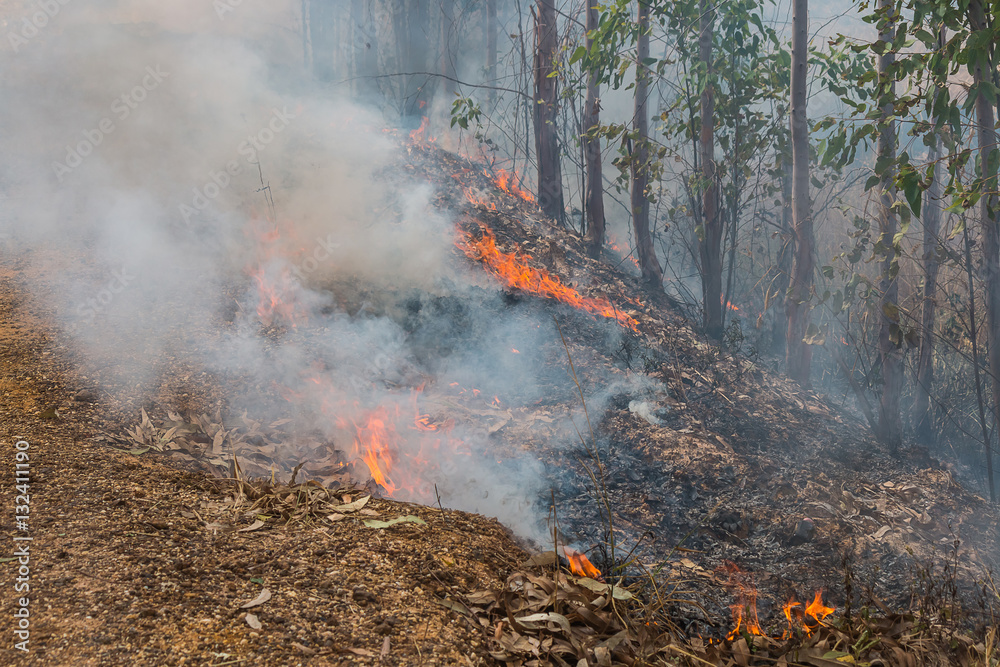 Fototapeta premium fire in forest