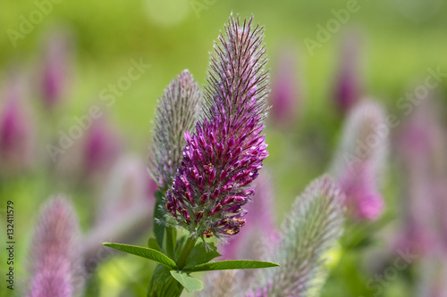 Fototapeta Naklejka Na Ścianę i Meble -  Pink flowers of blooming clover (Trifolium rubens) in the garden