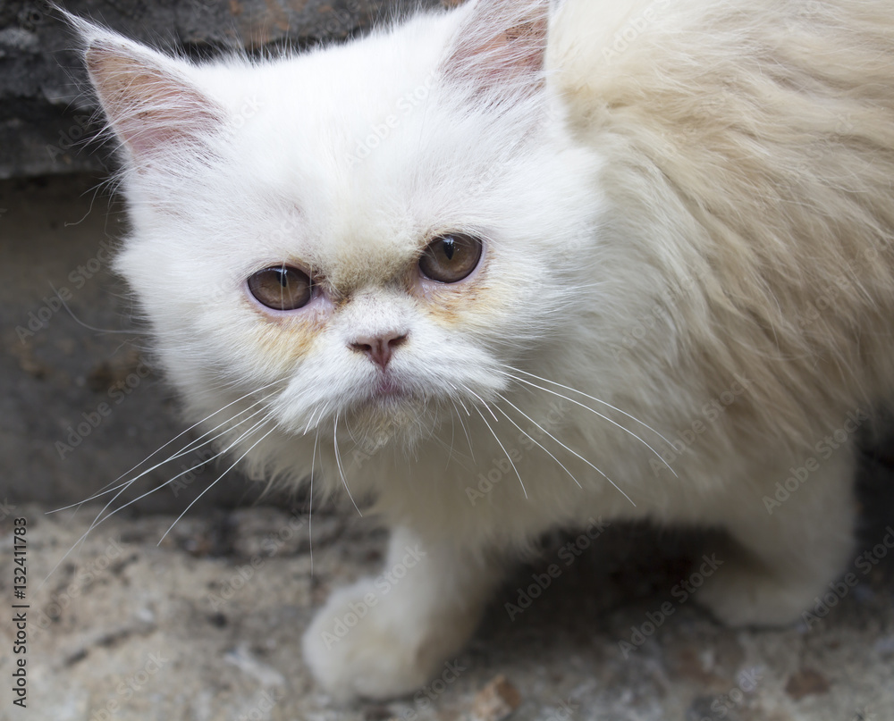 Obraz premium White cat running fun.