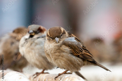 House sparrow