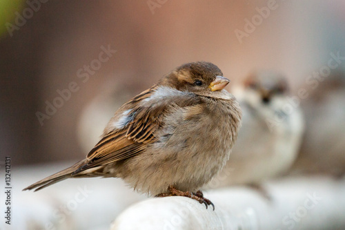 House sparrow