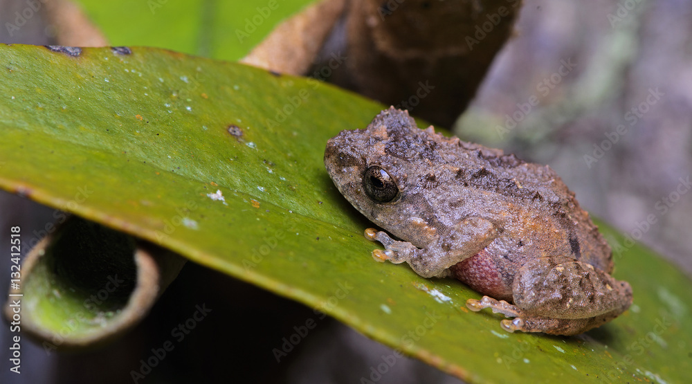 Naklejka premium Beautiful Frog, Frog , Frog on green leaf , Frog of Thailand