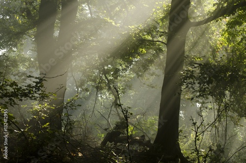 the sun is shining through trees in the forest in summer