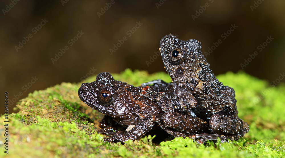 Obraz premium Beautiful Frog, Frog , Frog on moss , Frog of Thailand , Frog wi
