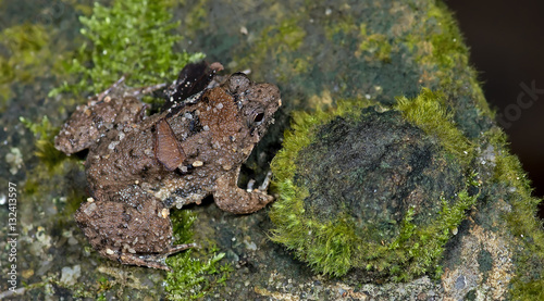 Beautiful Frog, Frog , Frog on the rocks with moss , Frog of Tha