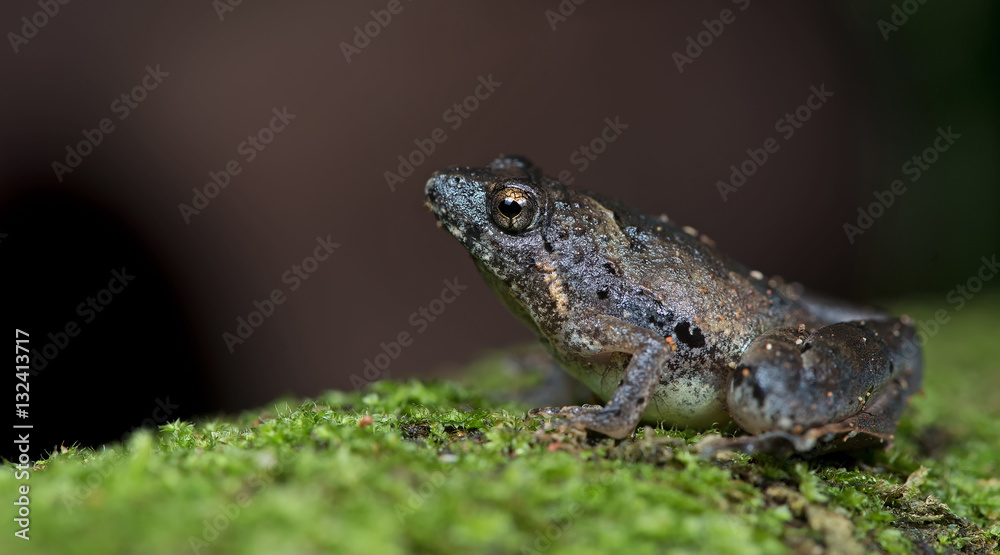 Beautiful Frog, Frog , Frog on moss tree , Frog of Thailand , Fr Beautiful Frog, Frog , Frog on moss tree , Frog of Thailand , Fr