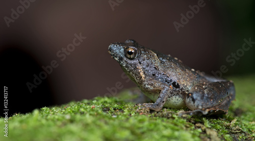 Beautiful Frog, Frog , Frog on moss tree , Frog of Thailand , Fr