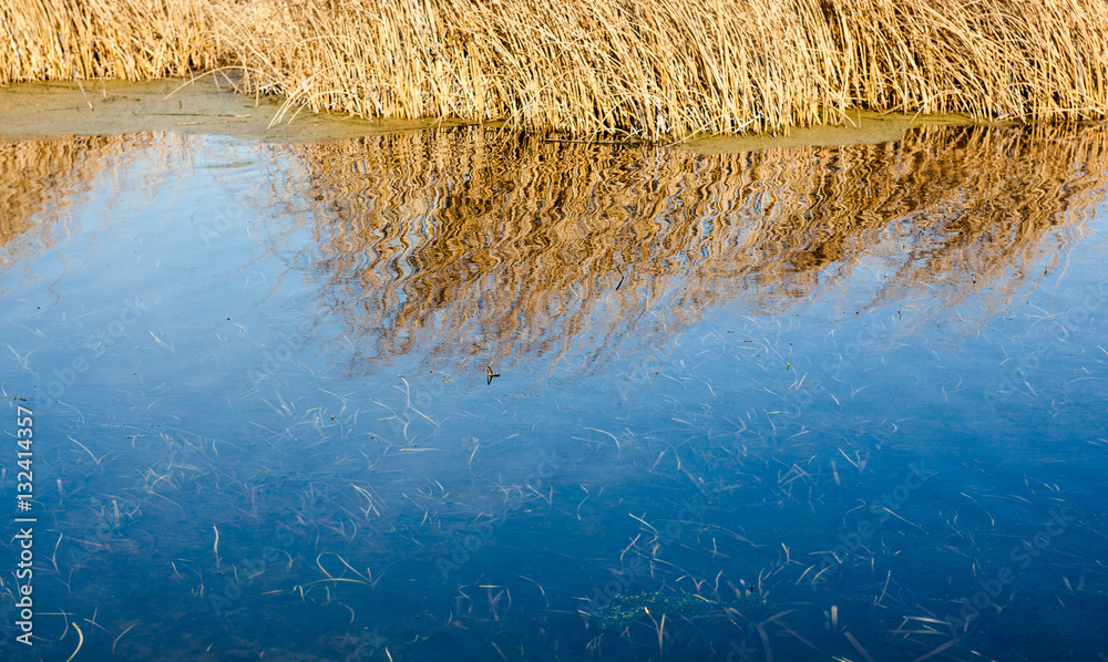 Fototapeta premium Dry cane and its reflection in the water