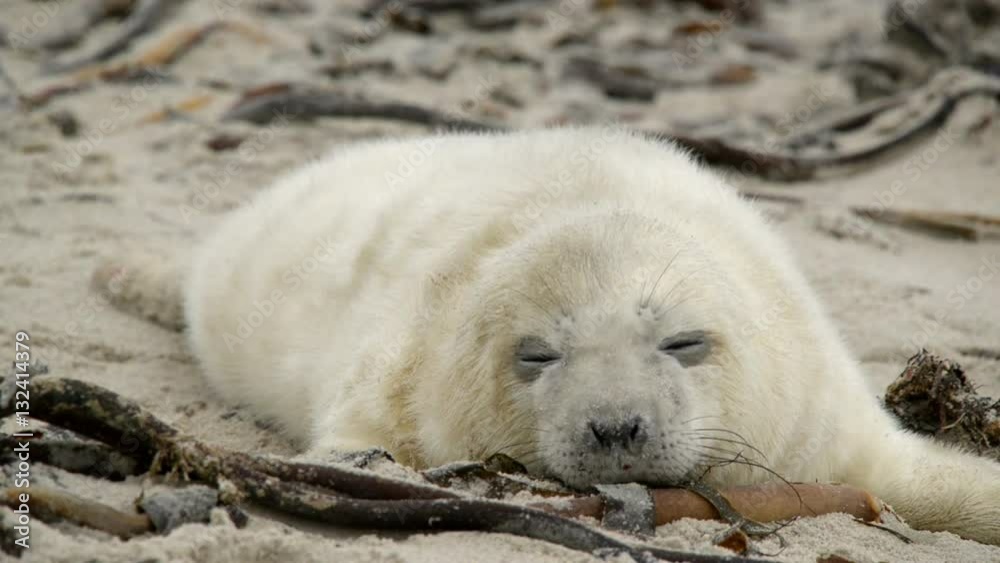 sweet little grey seal pup 11237
sweet little grey seal pup 11237