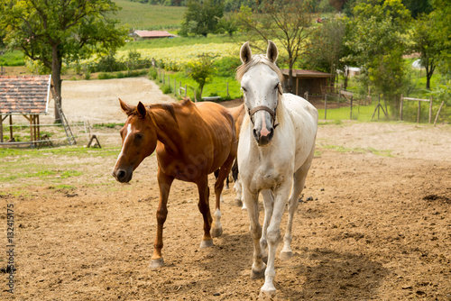 Horse group in country ranch