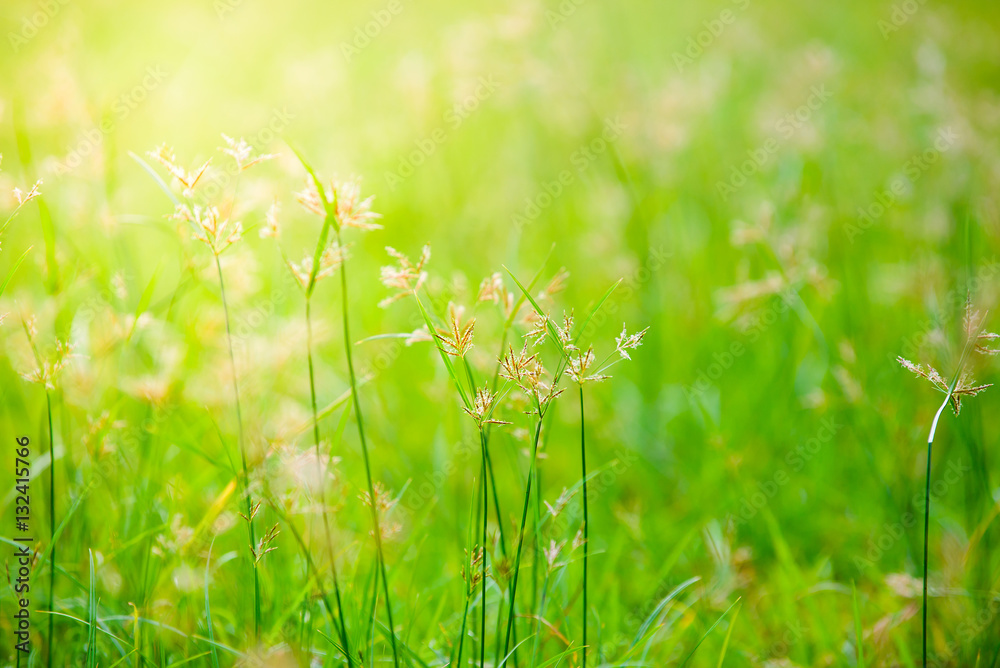 Grass flowers