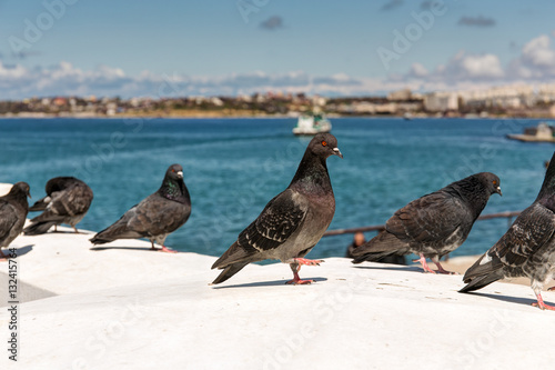 flock of pigeons in Sevastopol