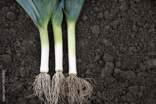 Obraz na płótnie Leeks w salonie