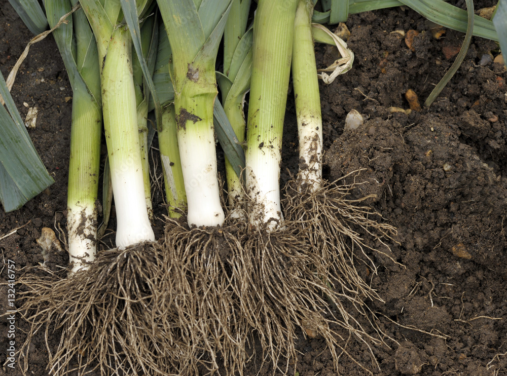 Leeks