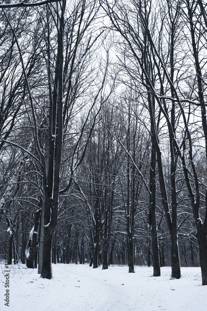 Winter forest nature snow outdoor  background.