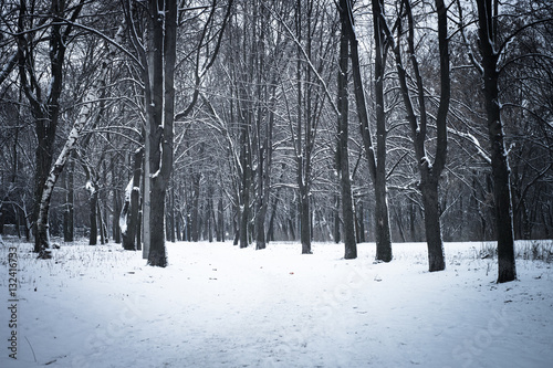 Winter forest nature snowy background.