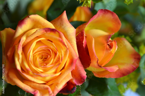 Rosen close-up