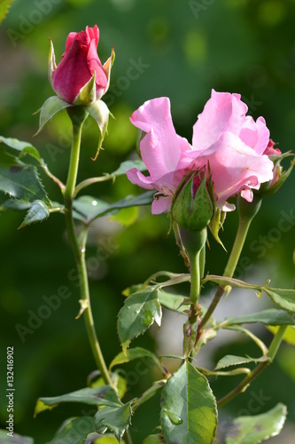 Rosen