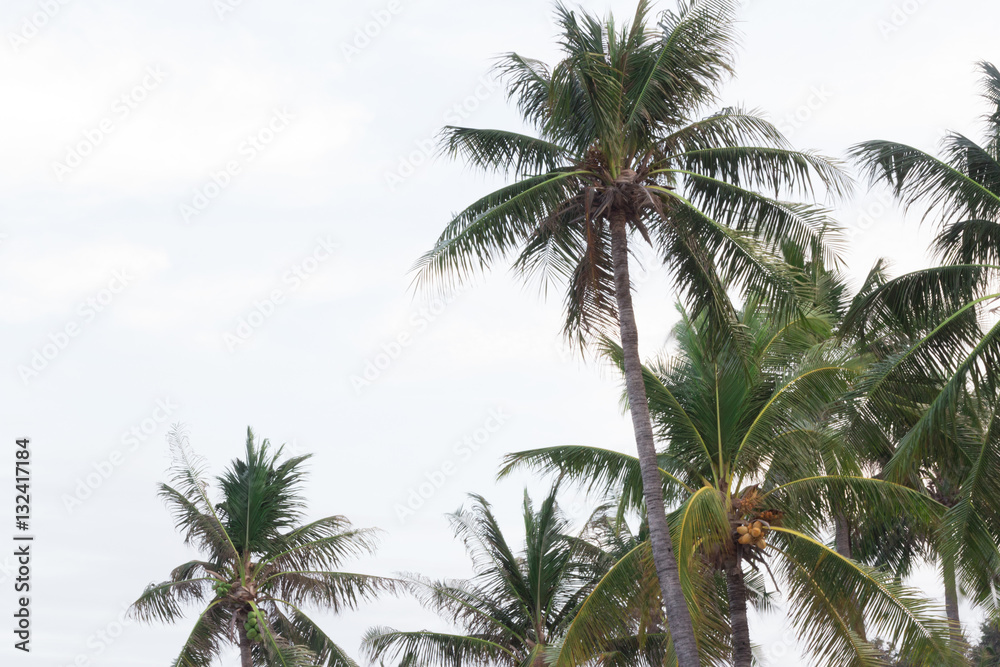 Palm trees in the wind on a tropical coastline in Thailand.  Cop