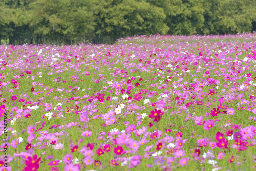 Obraz premium selective focus cosmos flower Field