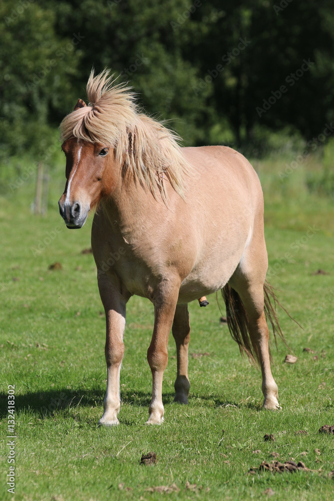 Islandpferd Islandpferd