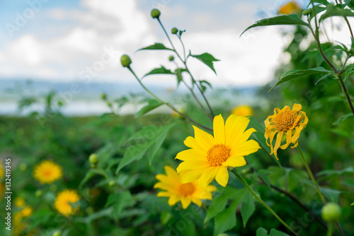 Yellow Flower Blooming