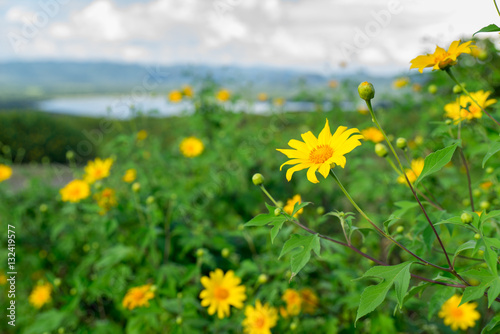 Yellow Flower Blooming