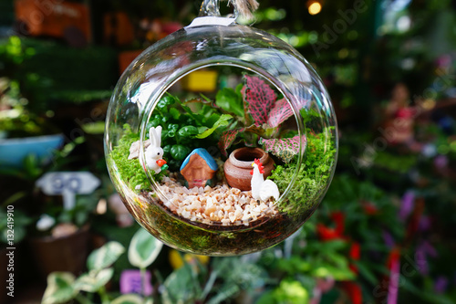 Mini garden in glass plant terrarium