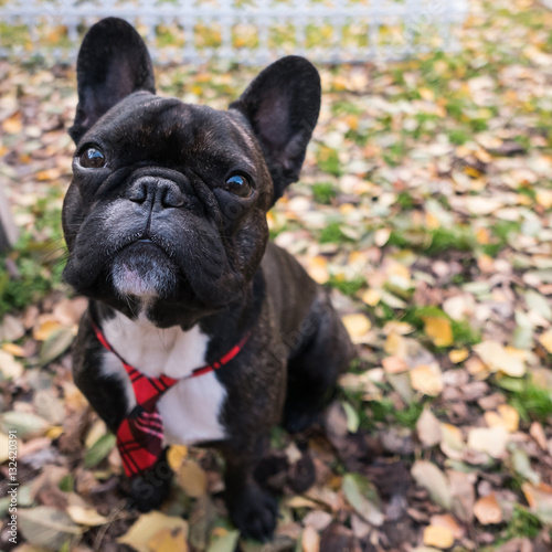 black French bulldog in red tie sit on green grass in sunny autumn day