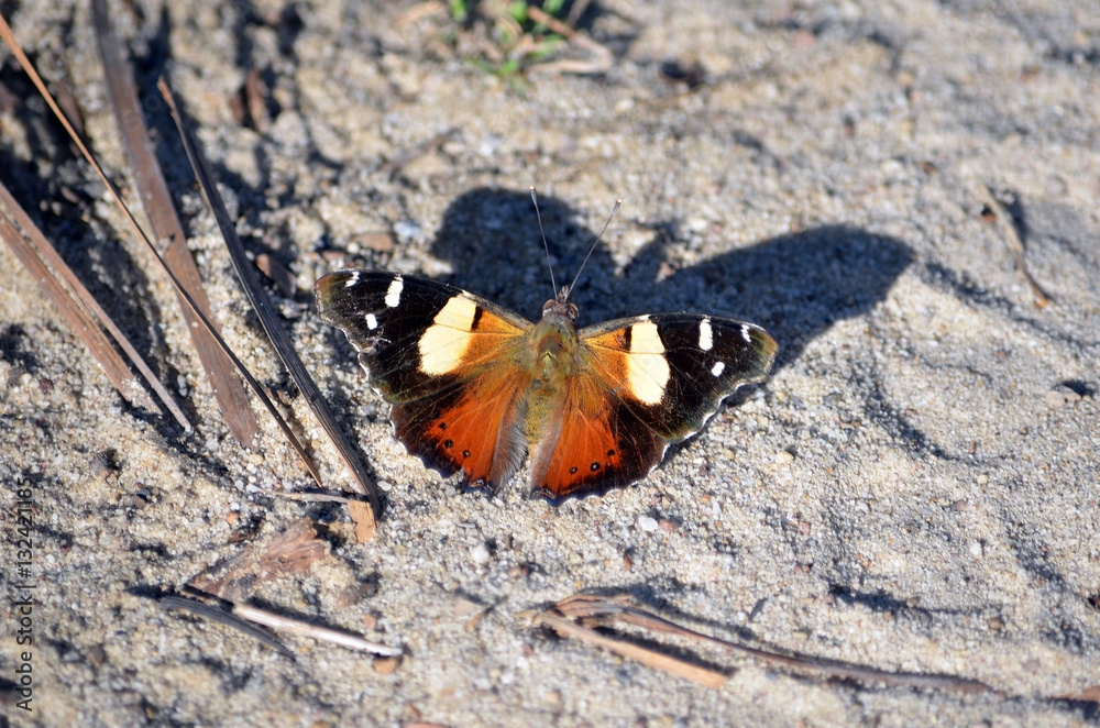 Naklejka premium Australian Yellow Admiral butterfly, Vanessa itea, casting a shadow on the ground in the Royal National Park, Sydney