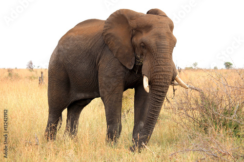 African elephant. Safari in the Kruger National Park. South Africa. 