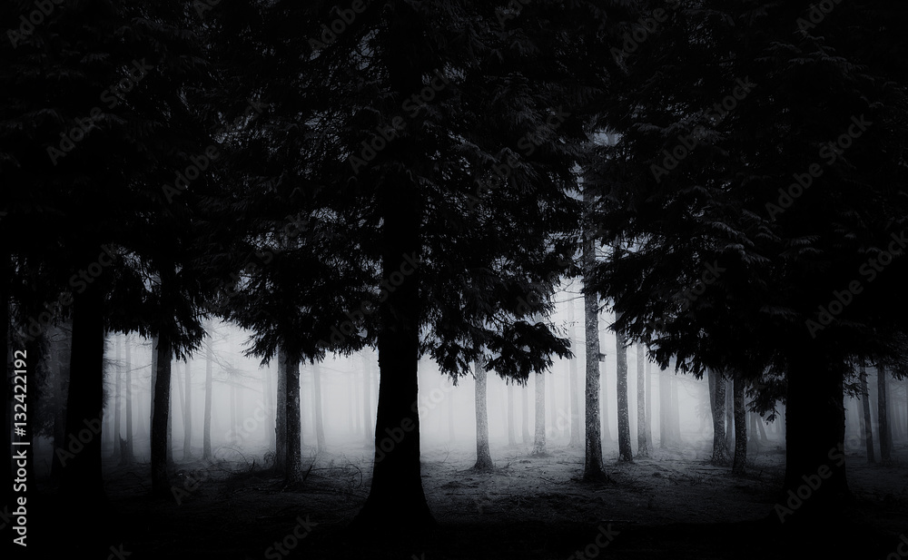 Fototapeta premium dark and scary forest